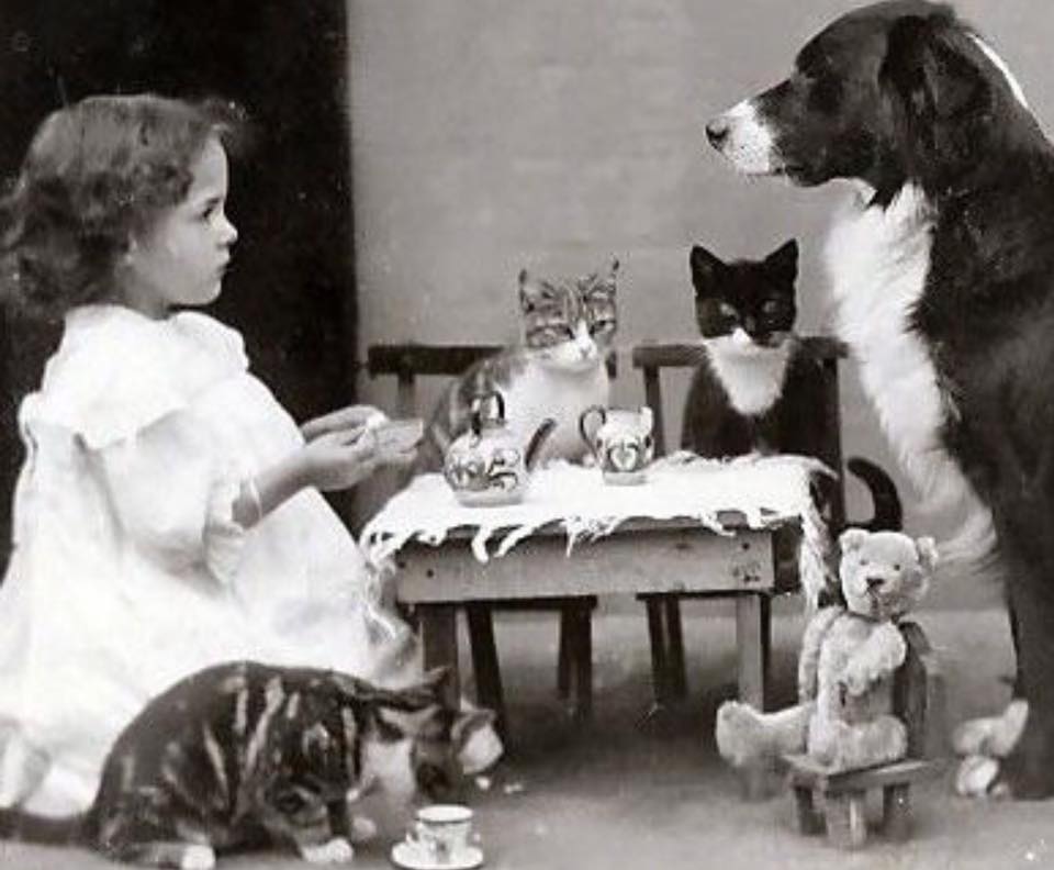 And old style photo of a young girl have tea with 3 cats, a dog and a teddy bear