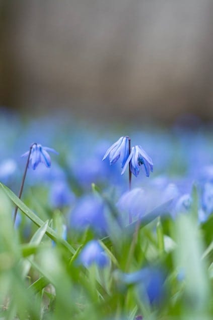 Blue flowers at Parkwood Estate