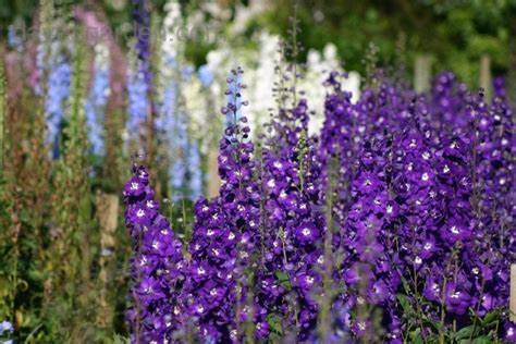 Image of purple plant