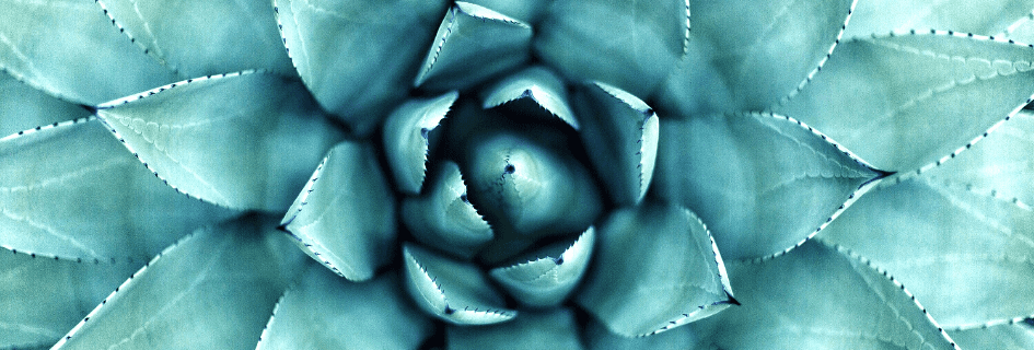 succulent