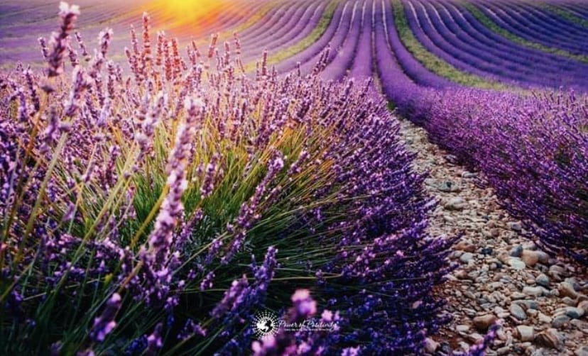 image of lavendar